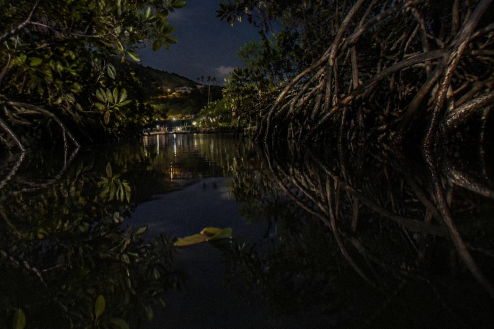 A narrow mangrove channel at night with dark still water and silhouetted tree roots
