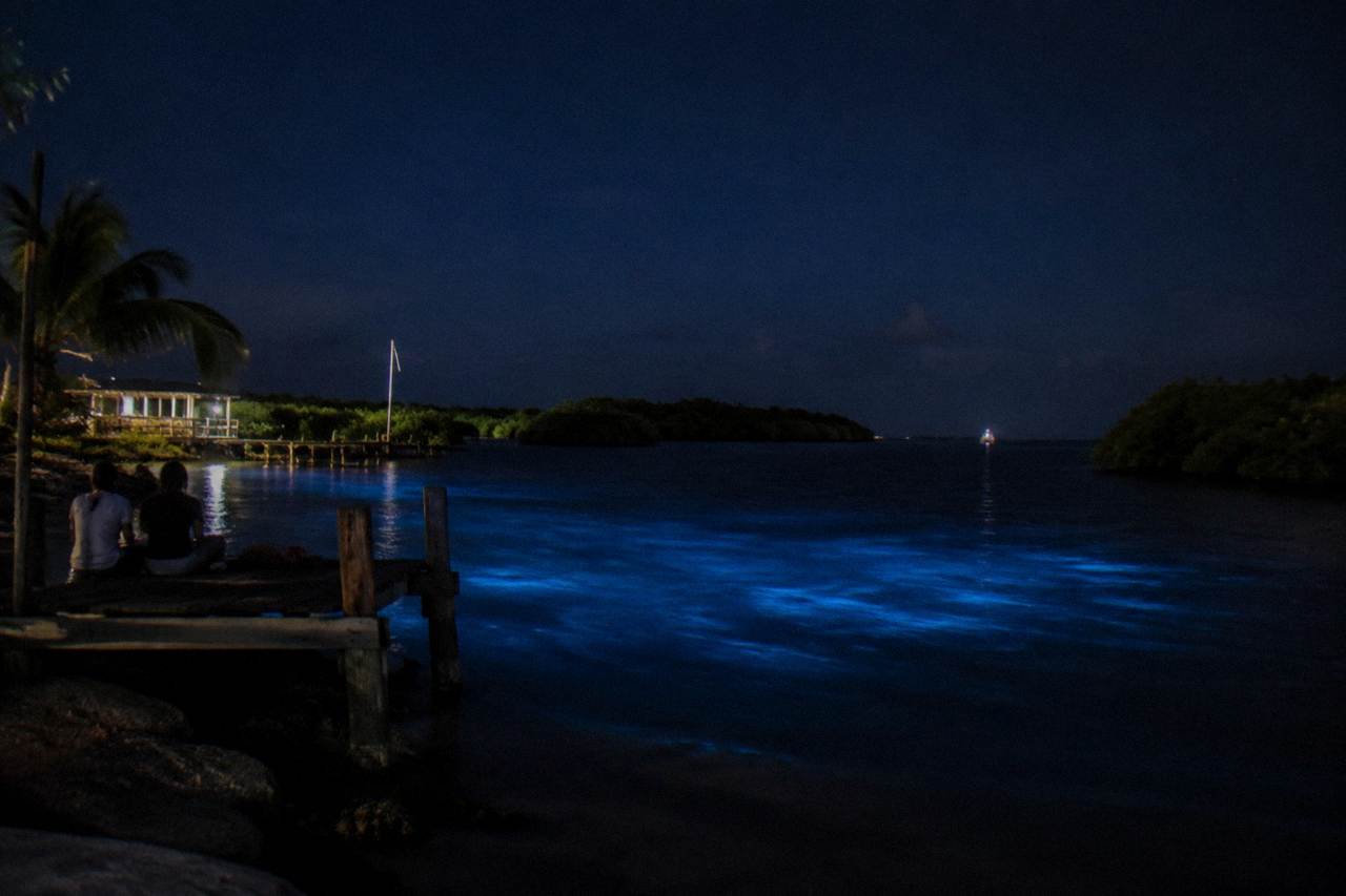 A calm lagoon at night with dark water reflecting a faint blue glow among mangrove trees