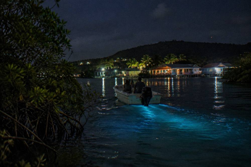 A small boat resting on dark water beside mangroves under a night sky