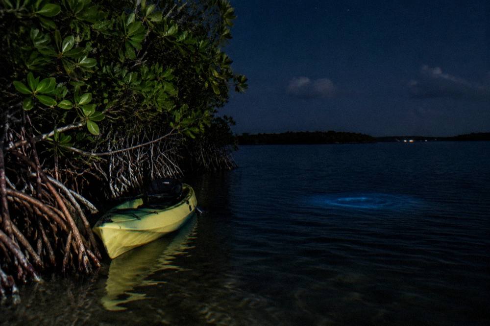 Mangrove channel leading to open dark water at night with a kayak resting nearby