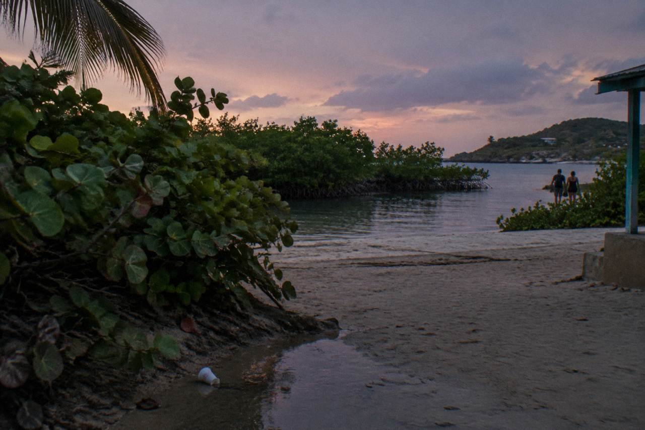 Calm dark water of a bioluminescent bay at dusk with mangrove trees along the shore