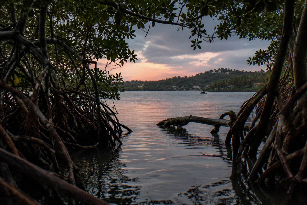 A narrow mangrove channel at dusk leading toward a calm lagoon in Fajardo