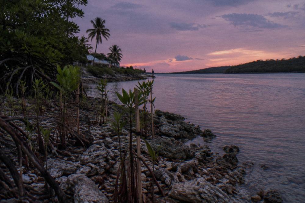 Mangrove roots along a narrow water channel at dusk