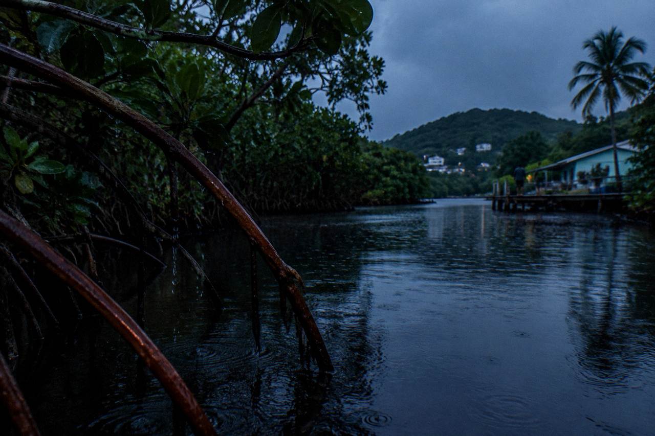 A dark mangrove channel at night with faint blue light trailing across still water