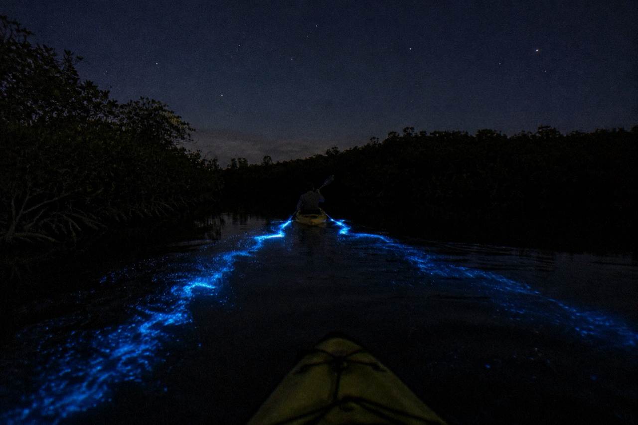 A dark lagoon at night with faint blue light trailing behind paddles moving through still water