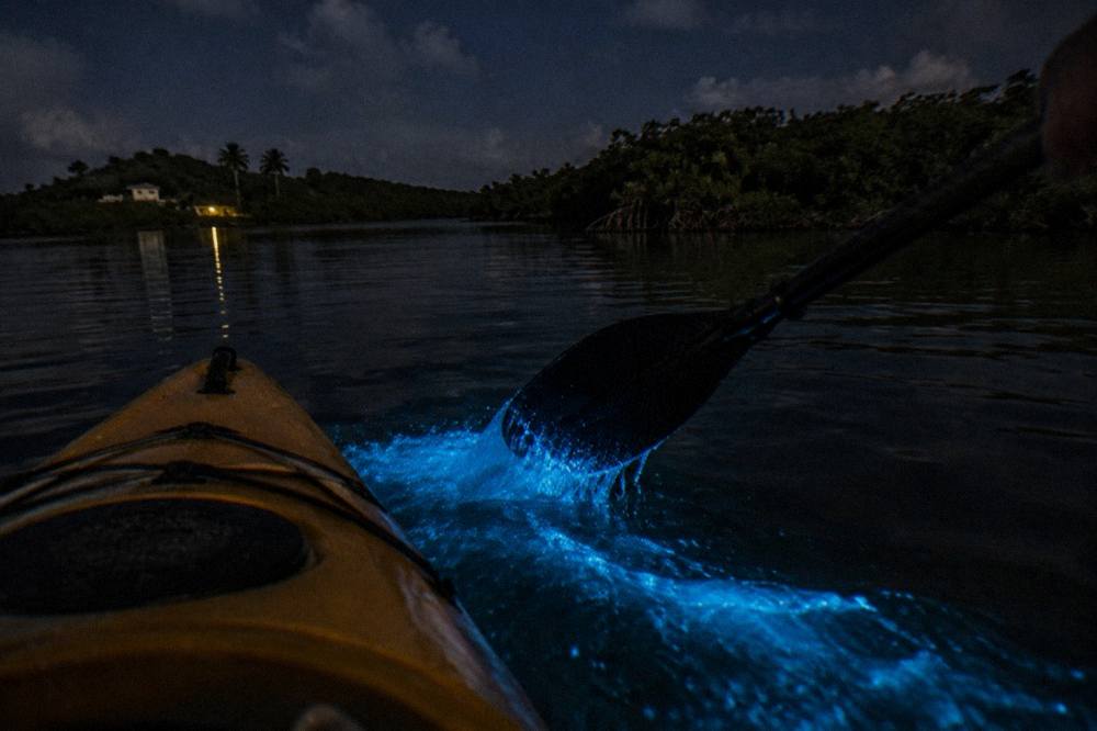 A kayak paddle trail of blue light through dark mangrove channel water at night