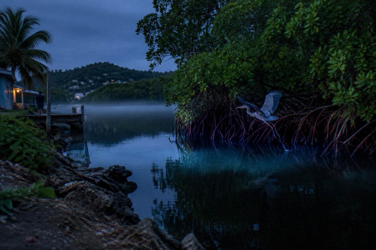 Calm dark lagoon water at night with a faint blue glow along the shoreline mangroves