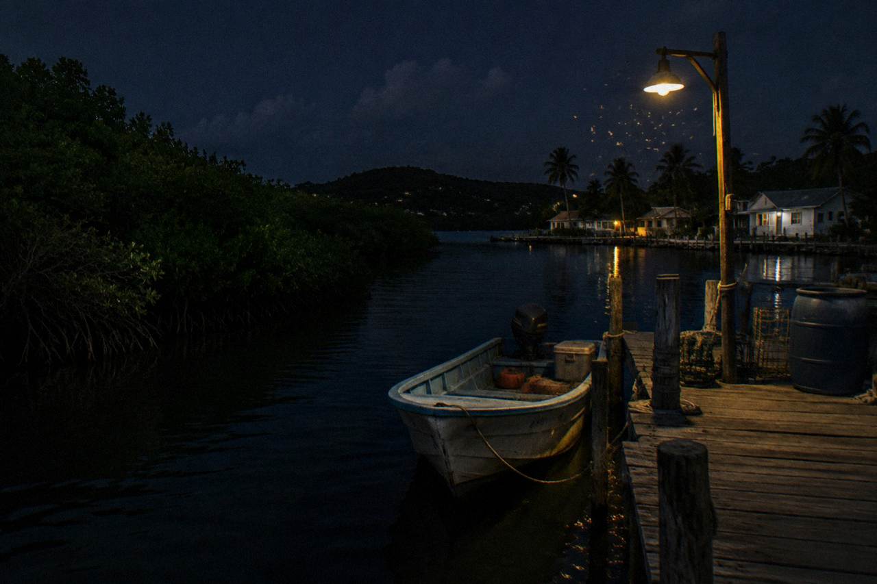 Calm dark lagoon water fringed by mangrove trees at night