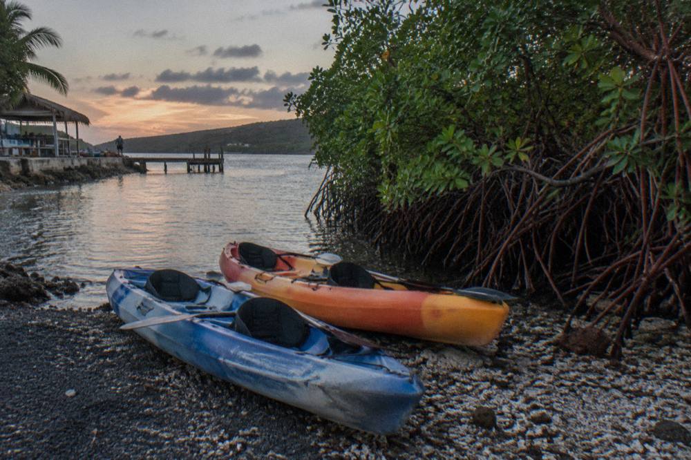Tandem kayaks lined up on a dark shoreline beside mangrove trees at dusk