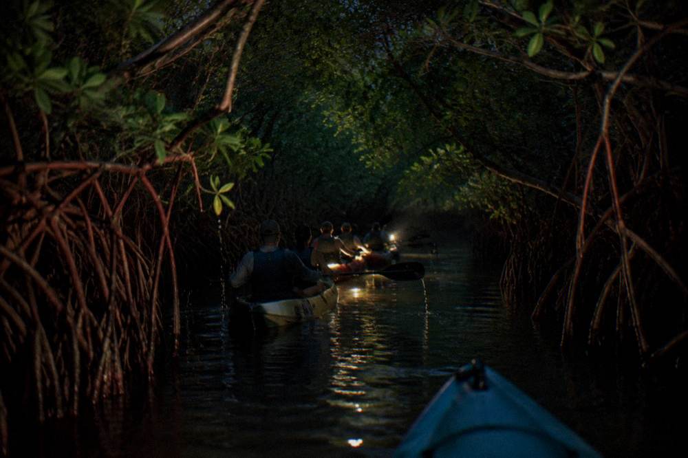A guide kayak leading a single-file line of kayakers through a narrow mangrove channel at night