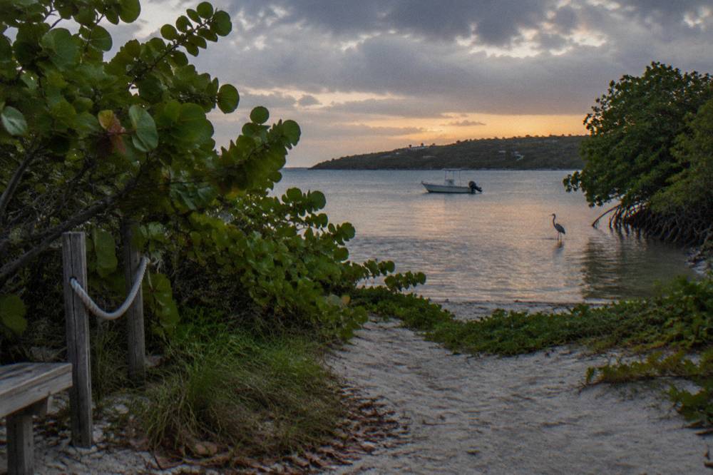 A small boat anchored near a mangrove shoreline under a dark evening sky