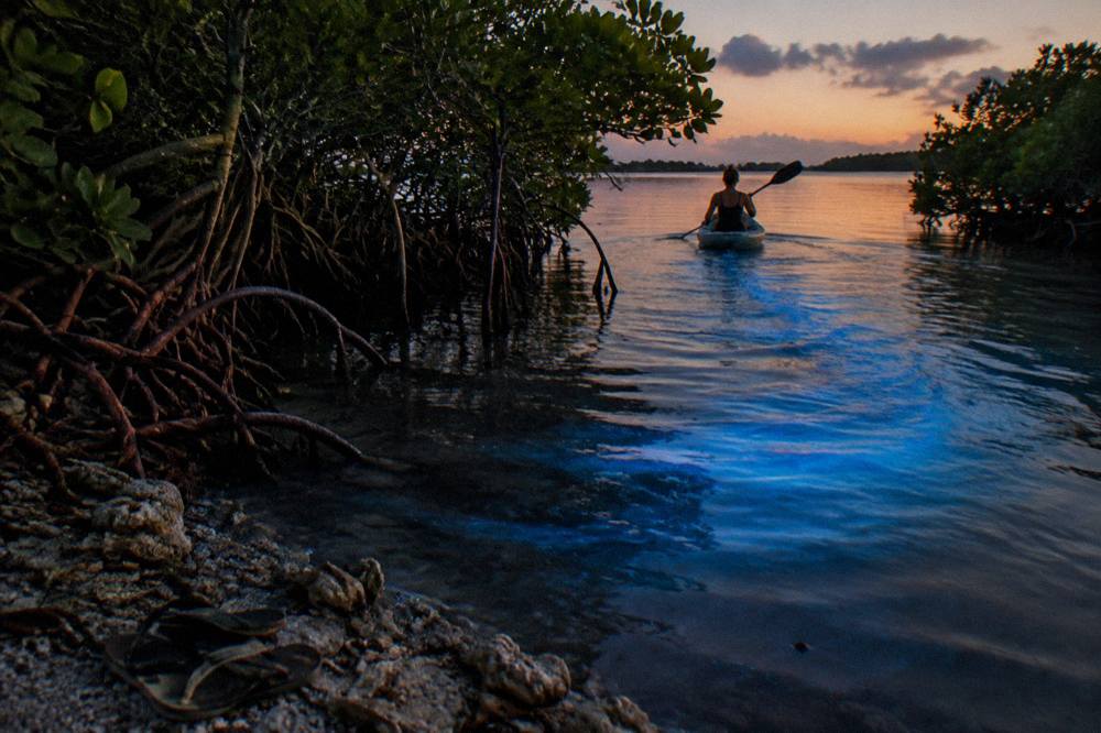 A paddle trail of blue light spreading through dark lagoon water between mangrove trees at night