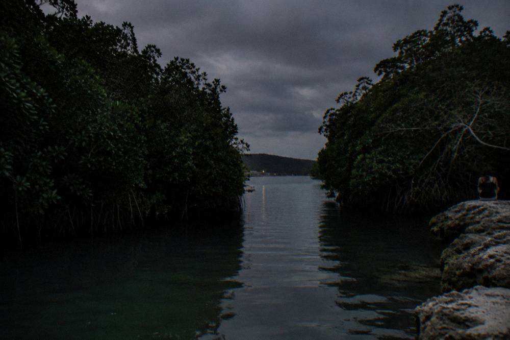 Calm channel of dark water between dense mangrove walls under a night sky