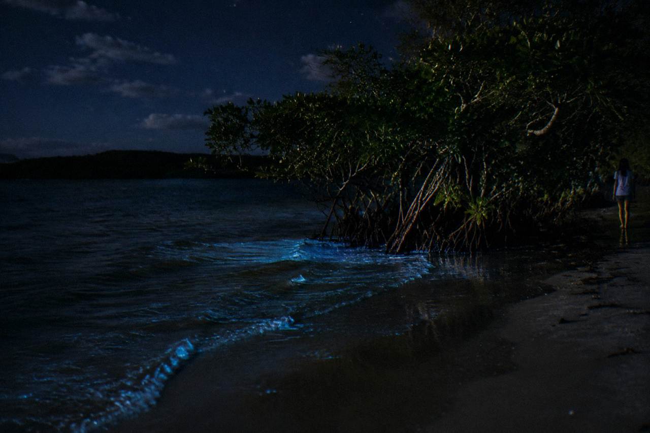 Calm dark lagoon water at night with a faint blue shimmer along the shoreline mangroves