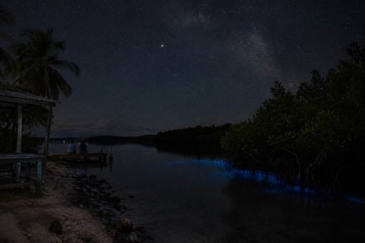 A calm bioluminescent bay at night with mangroves along the shore under a dark sky