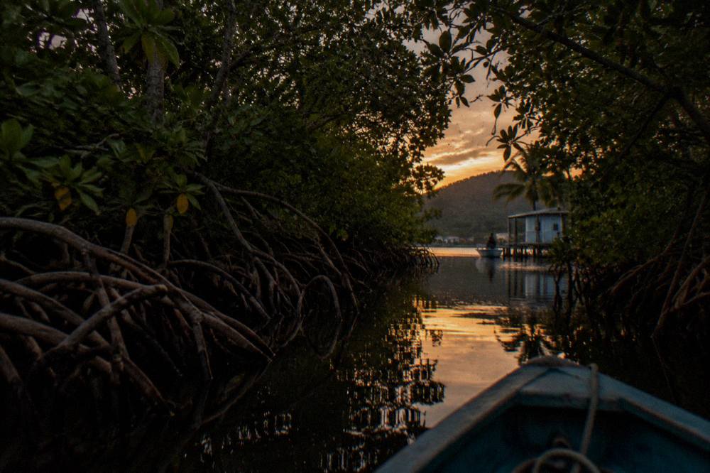 Mangrove channel at dusk with still dark water between the trees