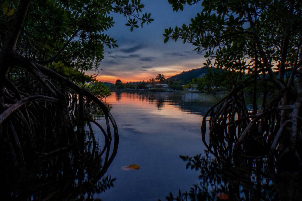 A narrow mangrove channel at dusk with still water reflecting a deep blue sky