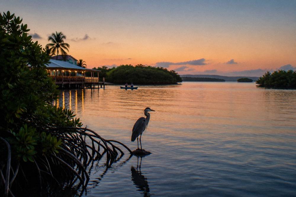A calm tropical bay at twilight with mangroves along the shore and a clear sky fading to deep blue