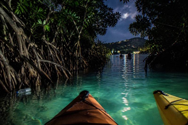 Laguna Grande at night, pale blue glow tracing the mangrove channel, empty kayak route with no people.