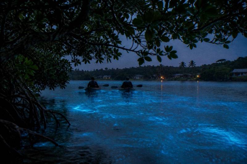 Mosquito Bay on Vieques glowing green after sunset, still water and dark shoreline, no people in frame.