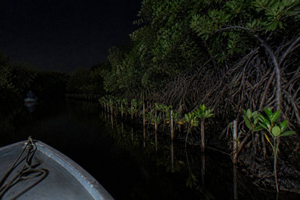 Narrow mangrove channel at night with still black water reflecting a dark sky