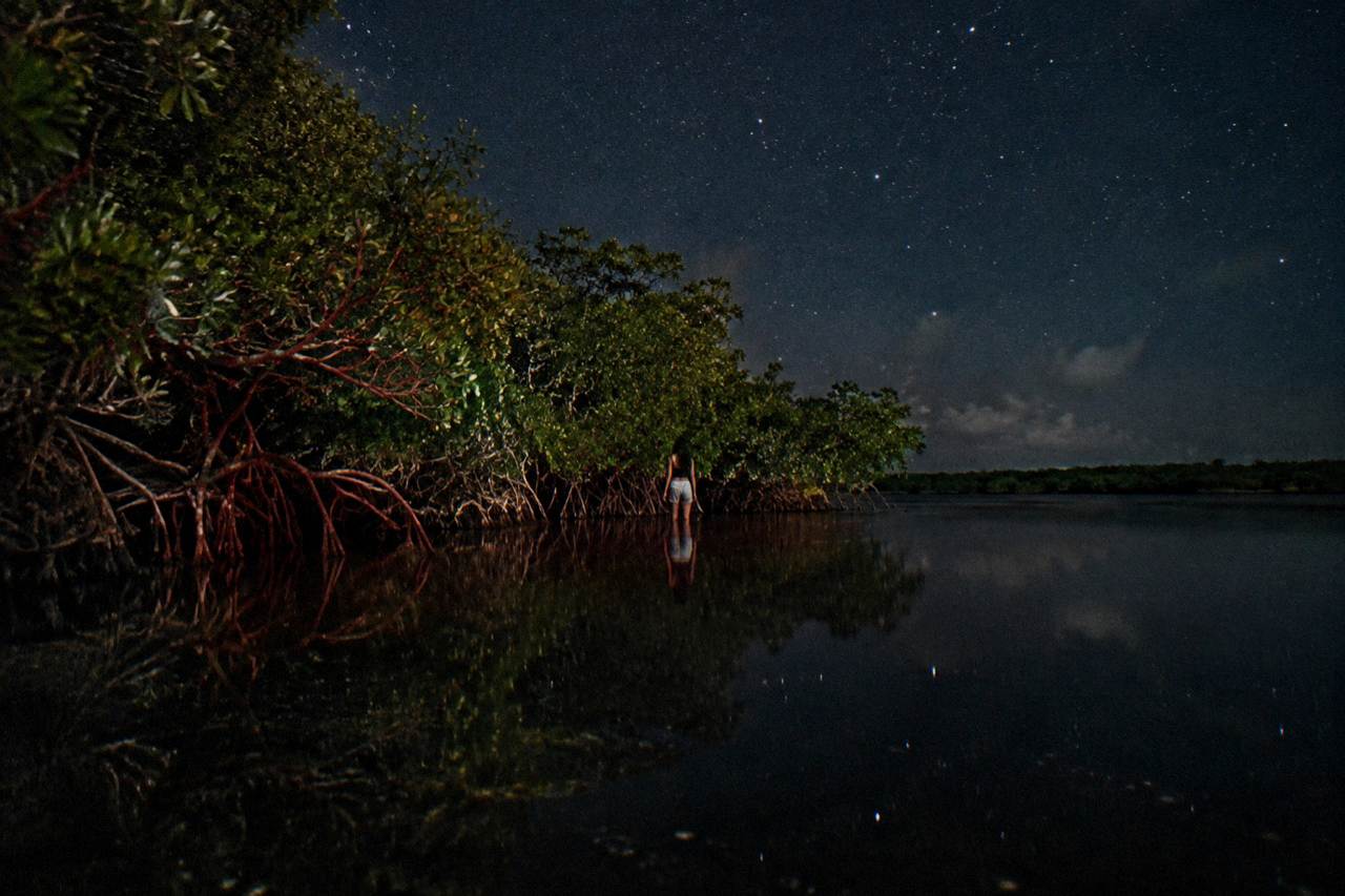Calm dark lagoon water at night framed by mangrove trees along the shore