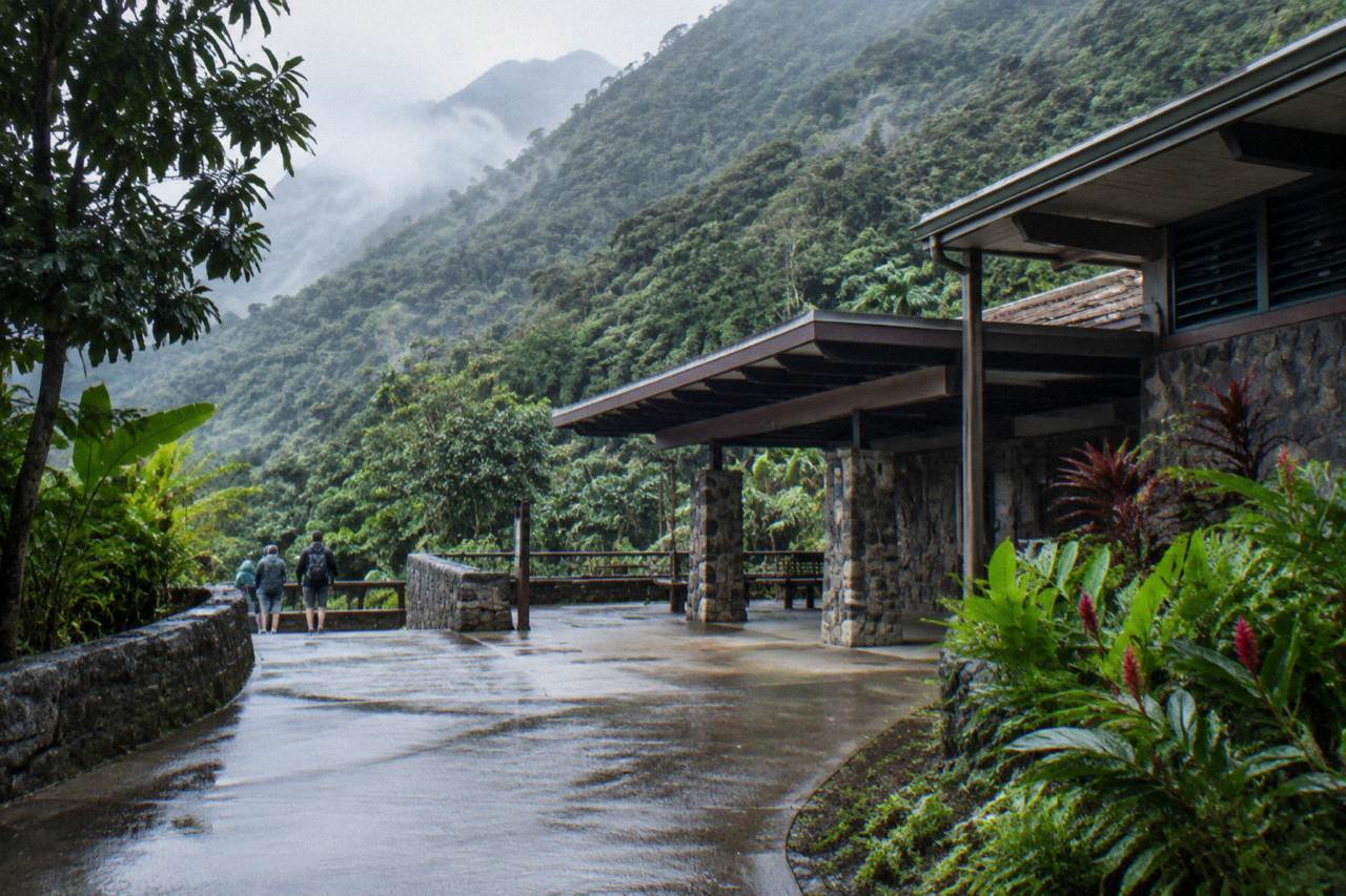 Dense green rainforest vegetation on a mountainside in El Yunque under a soft morning light
