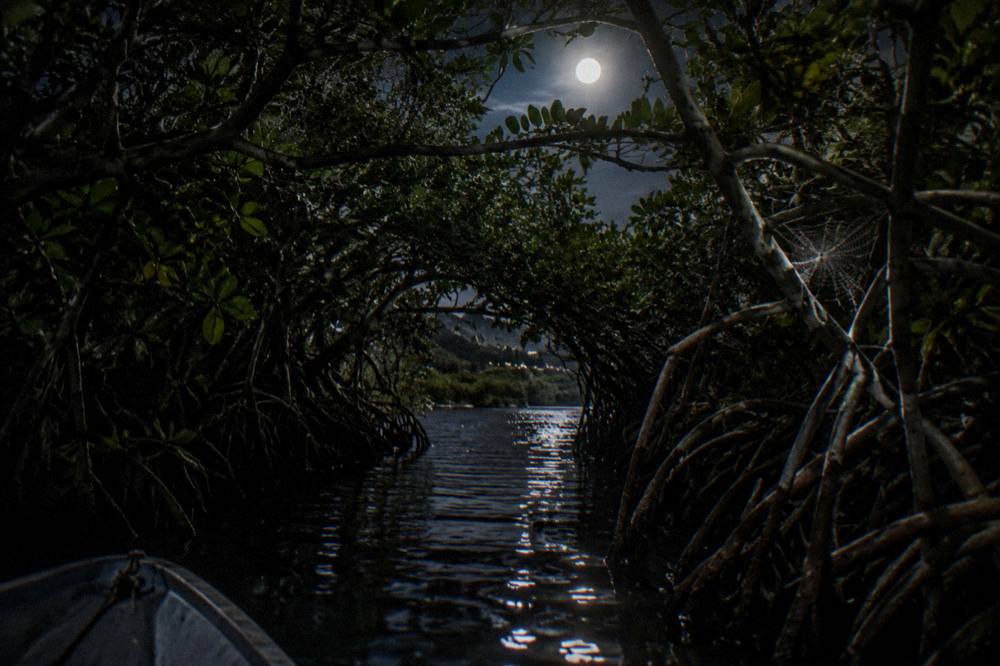A narrow mangrove channel at night with overhanging branches blocking the sky