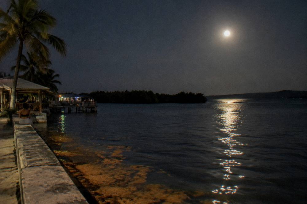Dark water and mangrove silhouettes under a bright moon at night