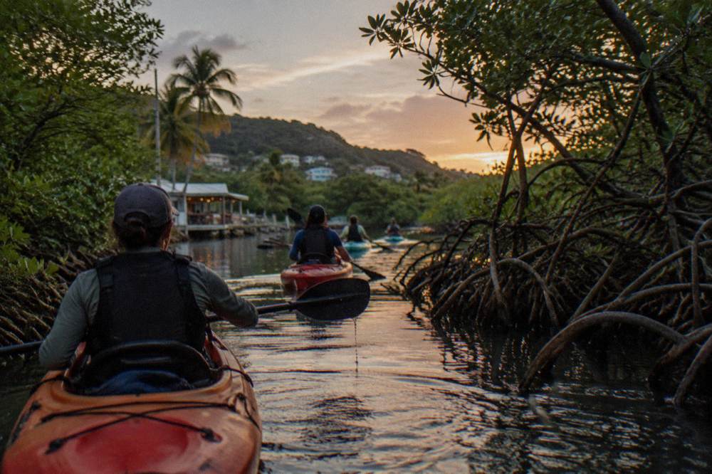 A guided line of kayaks gliding through a narrow mangrove channel after sunset