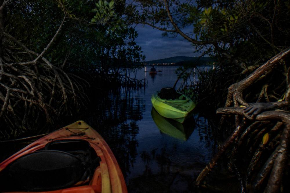 Kayaks floating on dark water in a narrow mangrove channel at night