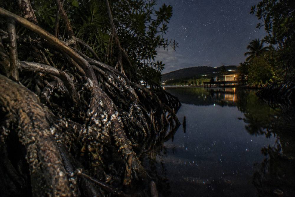 Dense mangrove roots lining a narrow dark lagoon channel under a starry sky