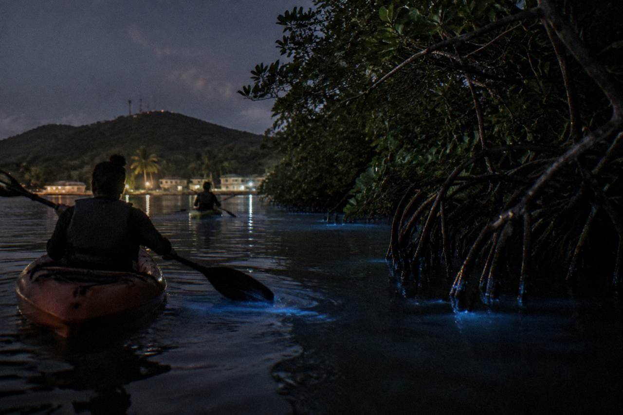 Calm dark lagoon water at night reflecting a faint blue glow between mangrove trees