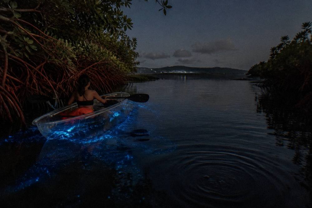 A clear bottom kayak drifting over dark water with mangrove roots along the edge