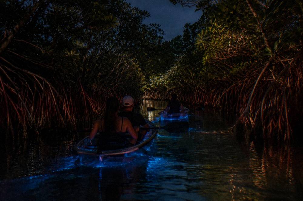 Two paddlers in a transparent kayak following a guide through a narrow mangrove channel after dark