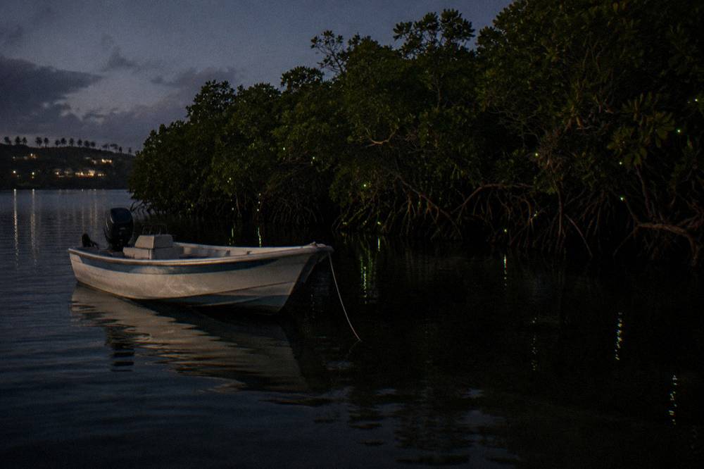 A small motorboat anchored on dark calm water with mangrove shoreline behind it at night