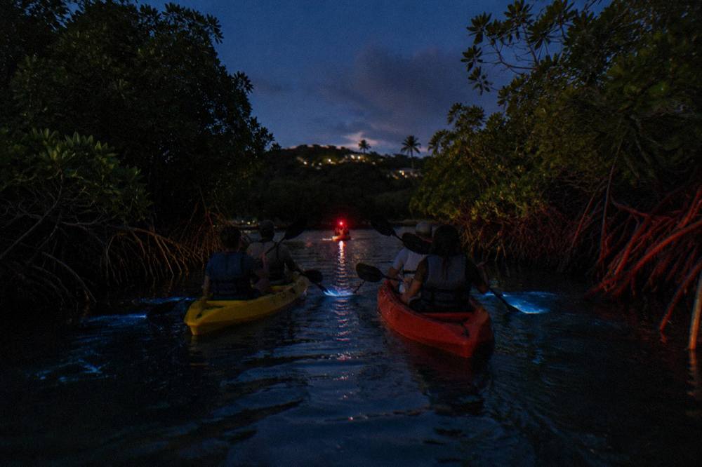 Tandem kayaks gliding through a narrow mangrove channel at night
