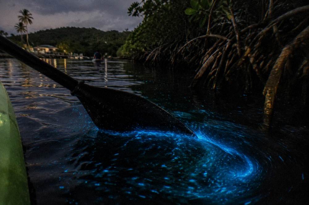 Blue glow trailing behind a kayak paddle in dark lagoon water