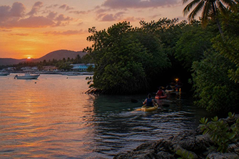 Line of kayaks following a guide's dim light through dark mangroves