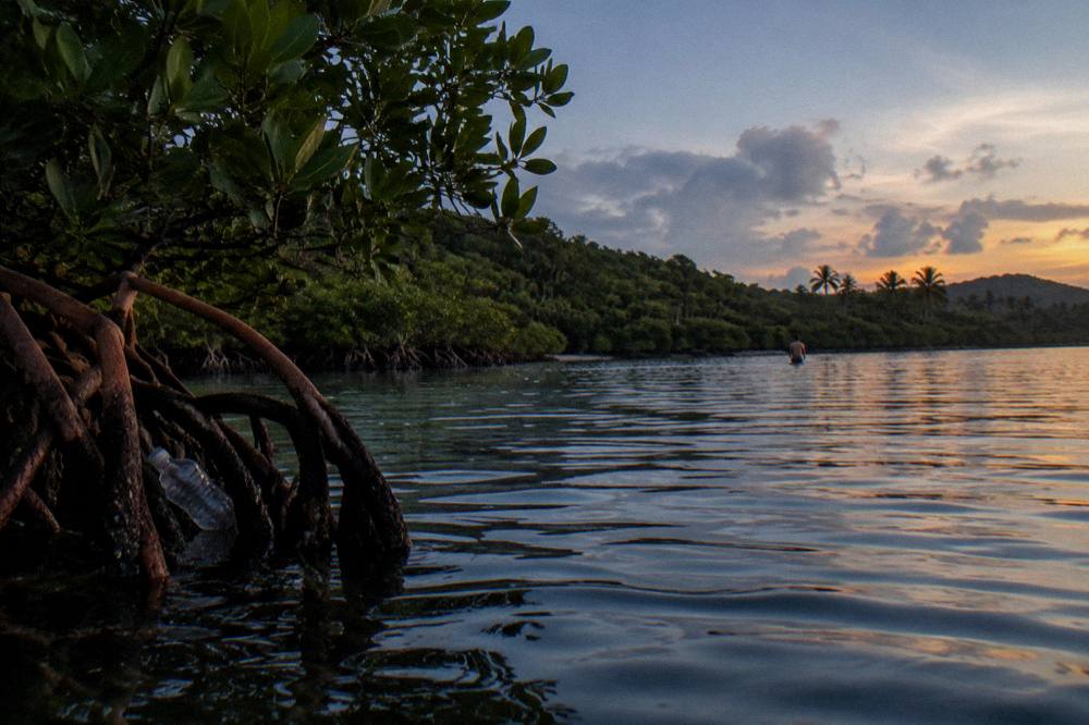An undeveloped shoreline of low forest meeting still bay water at twilight