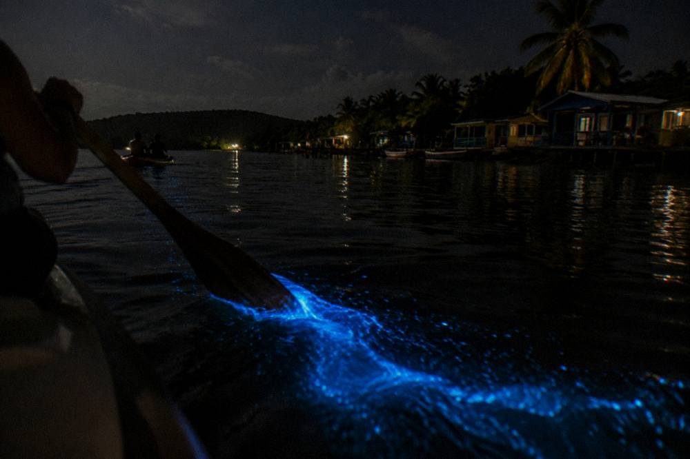 Close view of dark lagoon water with a bright blue glowing trail left by a moving paddle
