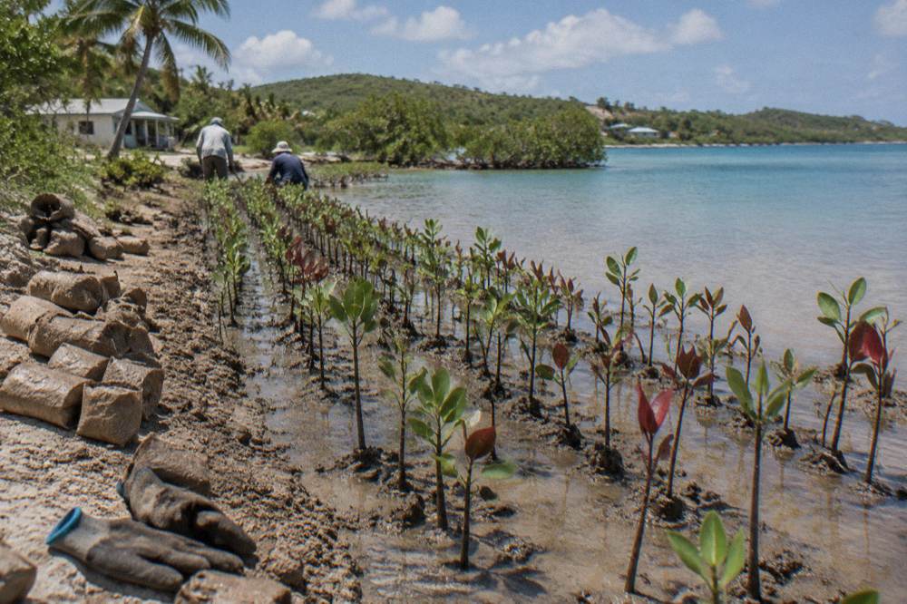 Young mangrove seedlings planted in rows along a shoreline nursery at daytime