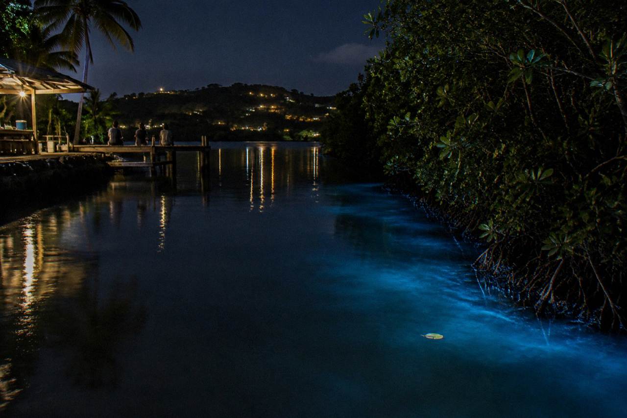 Calm dark lagoon water glowing pale blue beside a mangrove shoreline at night